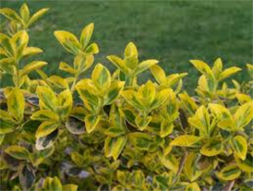 Spindelstrauch (E. fortunei var. radicans)